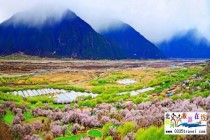 西藏林芝桃花节及布达拉宫大昭寺攻略